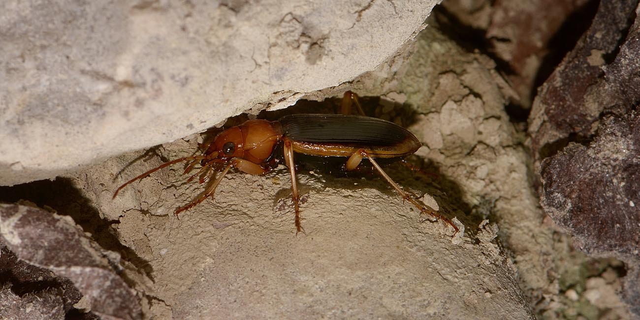 Carabidae:   Nebria psammodes